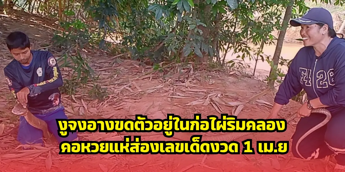 งูจงอางขดตัวอยู่ในก่อไผ่ริมคลอง คอหวยแห่ส่องเลขเด็ดงวด 1 เม.ย