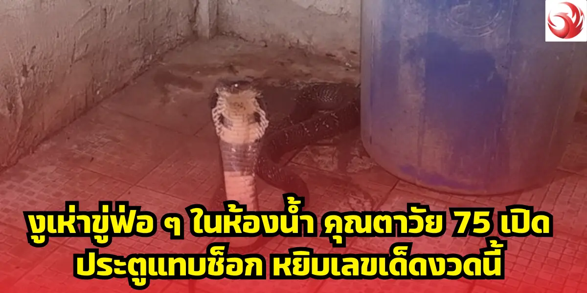 งูเห่าขู่ฟ่อ ๆ ในห้องน้ำ คุณตาวัย 75 เปิดประตูแทบช็อก หยิบเลขเด็ดงวดนี้