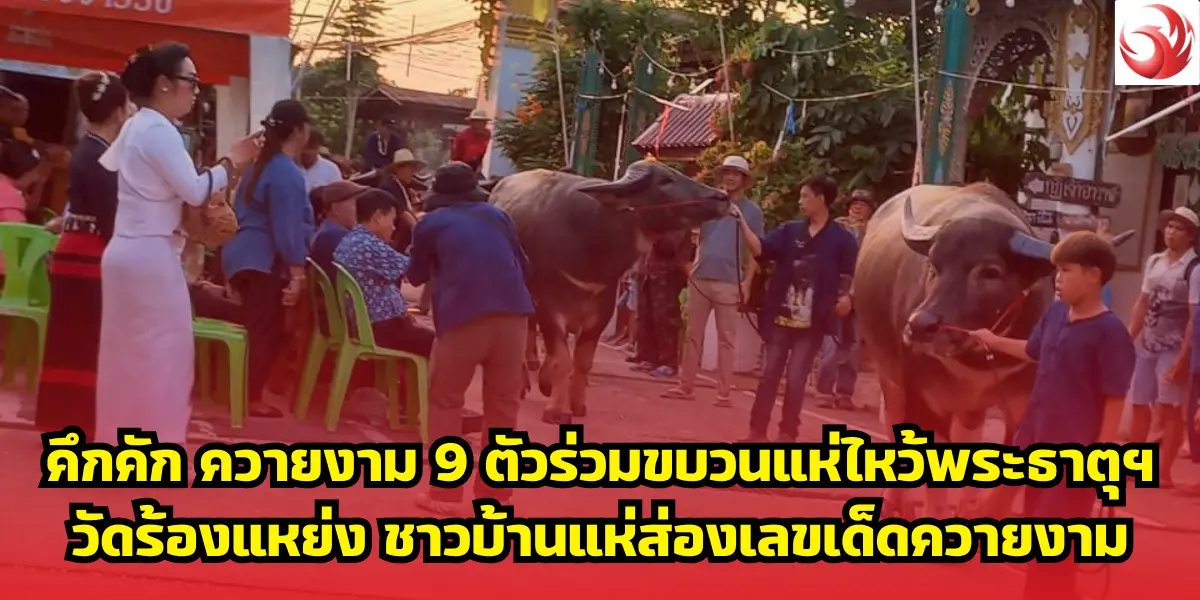 คึกคัก ควายงาม 9 ตัวร่วมขบวนแห่ไหว้พระธาตุฯ วัดร้องแหย่ง ชาวบ้านแห่ส่องเลขเด็ดควายงาม