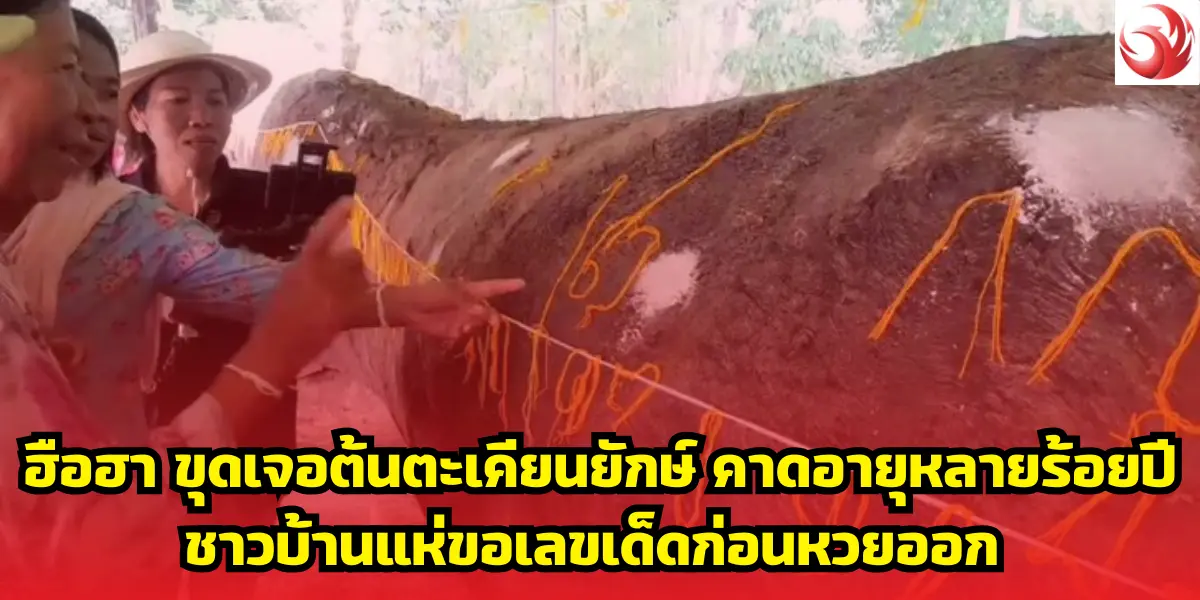 ฮือฮา ขุดเจอต้นตะเคียนยักษ์ คาดอายุหลายร้อยปี ชาวบ้านแห่ขอเลขเด็ดก่อนหวยออก 