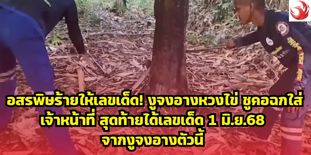 อสรพิษร้ายให้เลขเด็ด! งูจงอางหวงไข่ ชูคอฉกใส่เจ้าหน้าที่ สุดท้ายได้เลขเด็ด 1 มิ.ย.68จากงูจงอางตัวนี้
